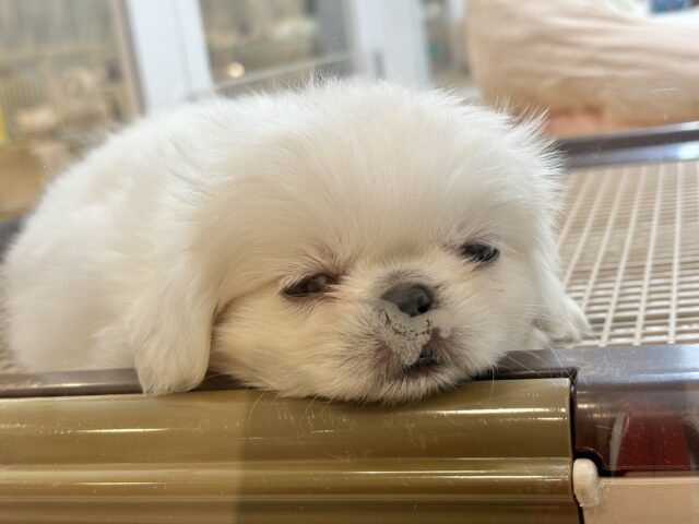 ムチムチボディーの大冒険☆ペキニーズくん! ペキニーズ