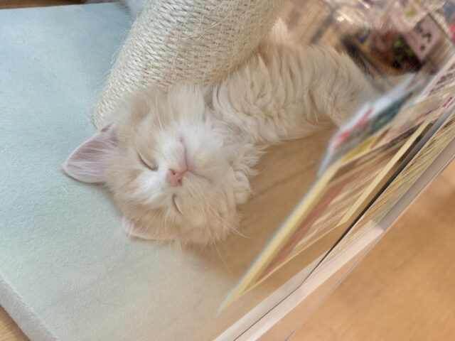 タレ目界のプリンス♡サイベリアンくん! サイベリアン