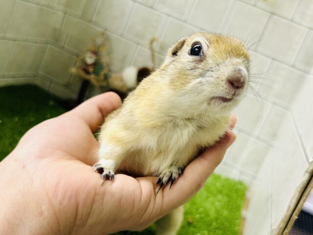 リチャードソンジリス