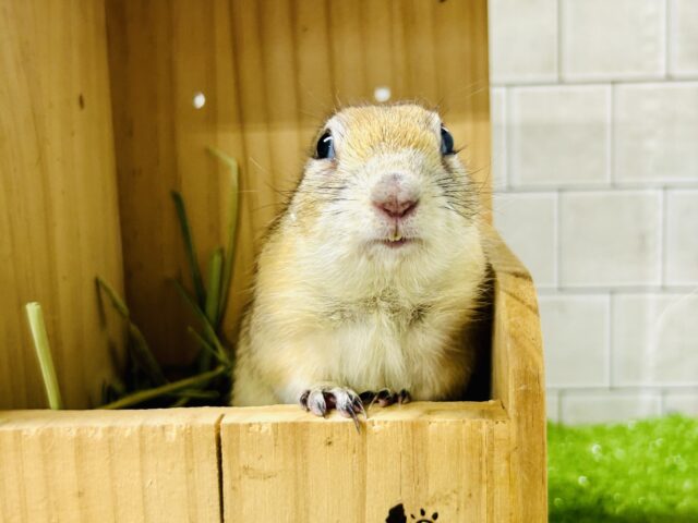 モチモチの貴公子☆☆　リチャードソンジリス