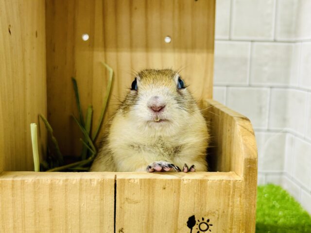 リチャードソンジリス