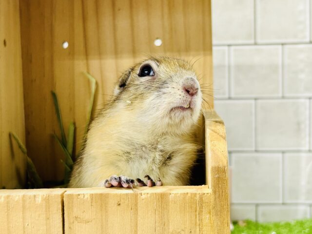 リチャードソンジリス