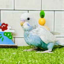 美麗なカラー♪　かなり美しいですね～　セキセイインコ