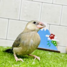 むっちり安心ボディさん(*^-^*)　桜文鳥