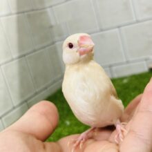 淡いカフェオレの甘えん坊？？　シナモン文鳥