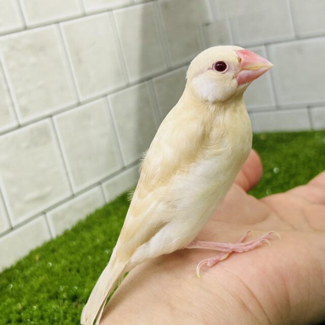 シナモン文鳥