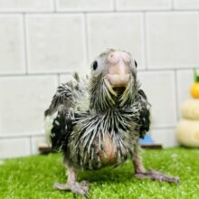 うぶっと！パヤっと！ベイビー🍼　オカメインコ