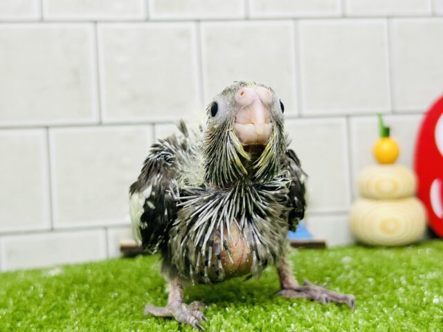 オカメインコ