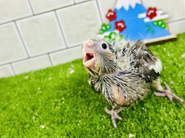 オカメインコ