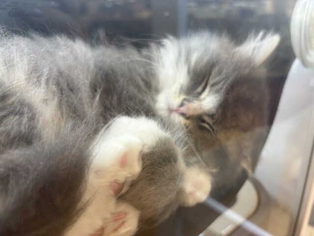 アイラブなでな〜で♥サイベリアンくん! サイベリアン