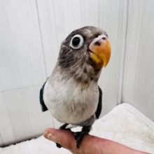 ハッピーなもふもふキューピット👼🏹ボタンインコ(ブルー)❤️