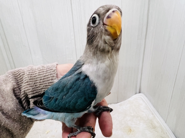 ボタンインコ