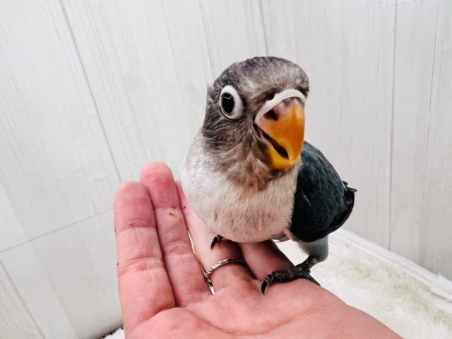 ボタンインコ