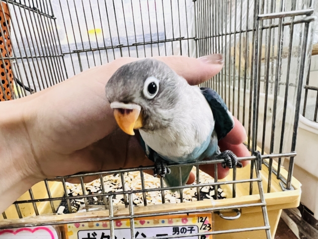 ボタンインコ