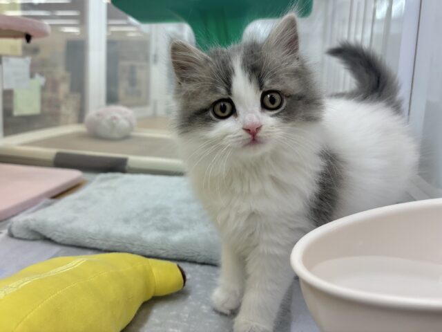 スコティッシュフォールド