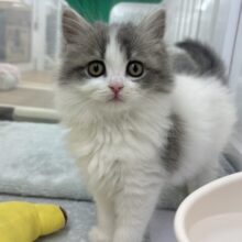 甘ったれの罪深き女の子♡スコティッシュフォールドちゃん！