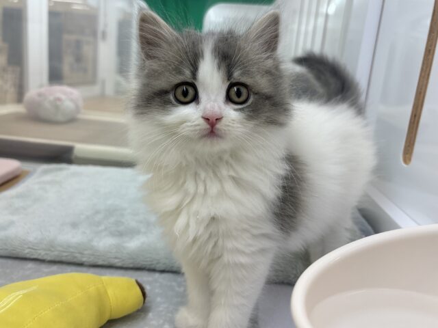 甘ったれの罪深き女の子♡スコティッシュフォールドちゃん！