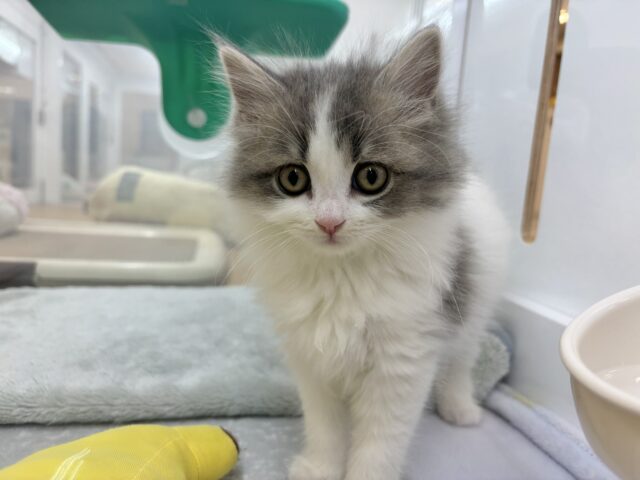 スコティッシュフォールド