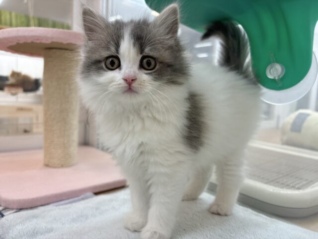 スコティッシュフォールド