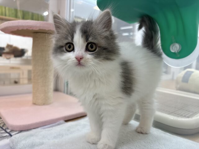 スコティッシュフォールド