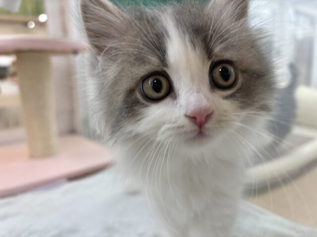 スコティッシュフォールド