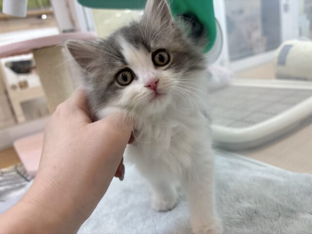 スコティッシュフォールド