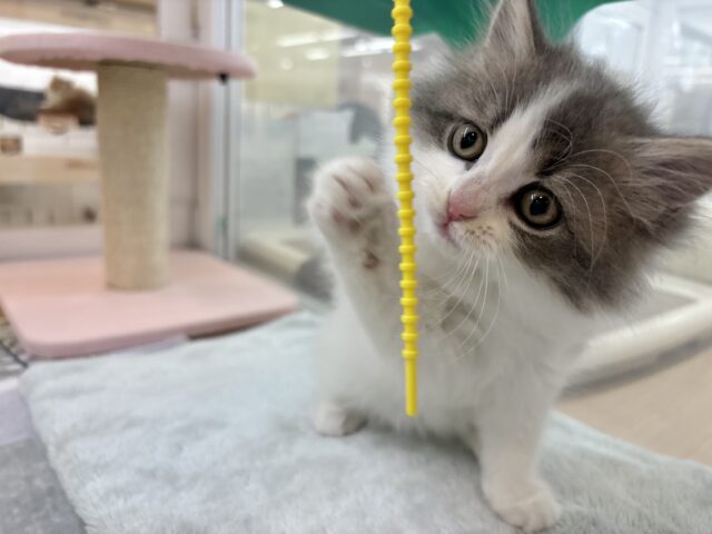 スコティッシュフォールド