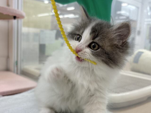 スコティッシュフォールド