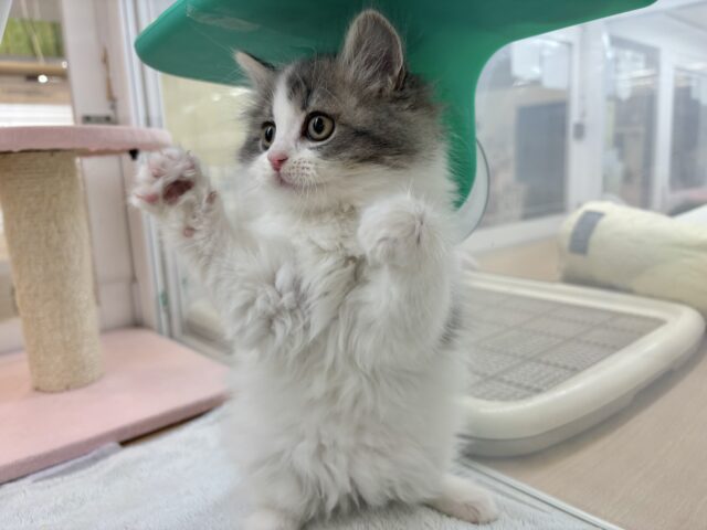 スコティッシュフォールド