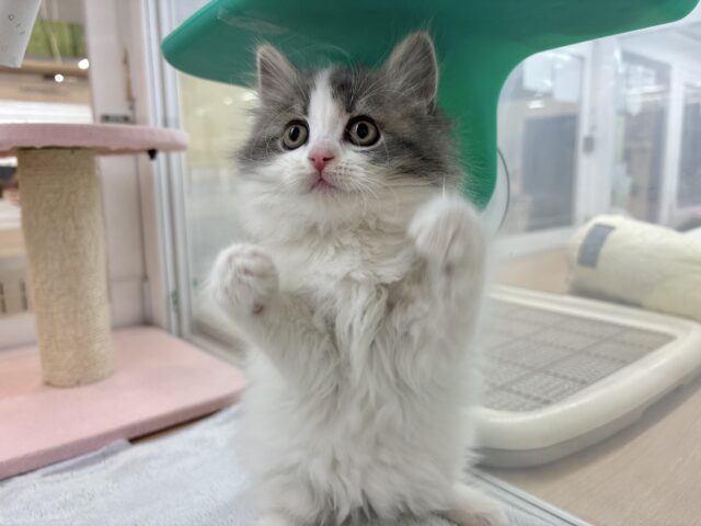 スコティッシュフォールド