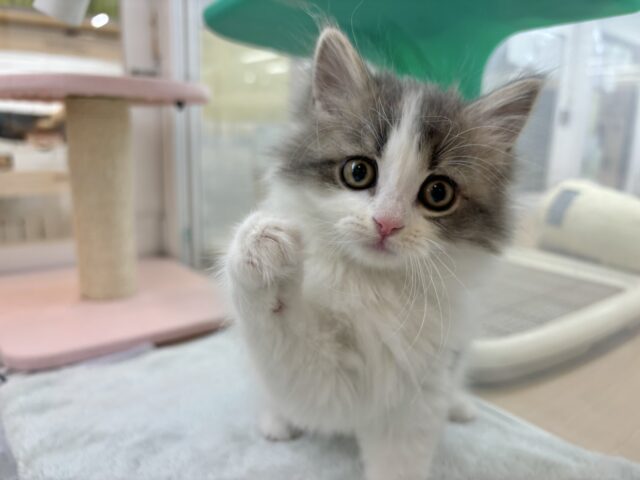 スコティッシュフォールド