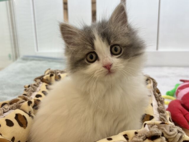 スコティッシュフォールド