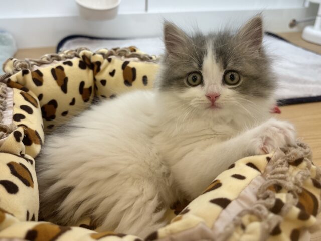 スコティッシュフォールド