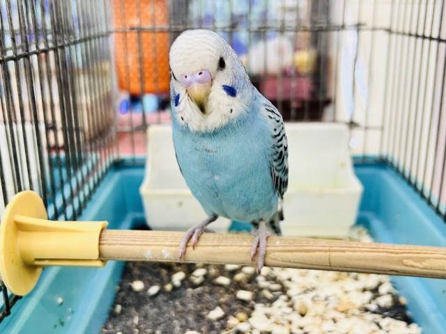 セキセイインコ