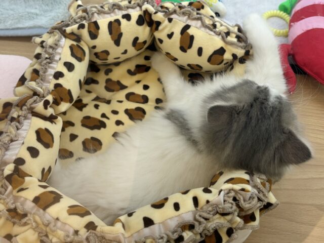 スコティッシュフォールド