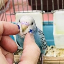 超活発💨✨セキセイインコのブルーオパーリン🩵