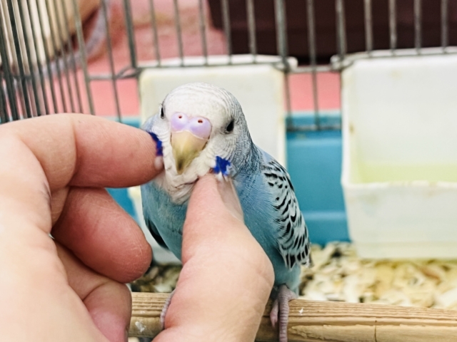 超活発💨✨セキセイインコのブルーオパーリン🩵