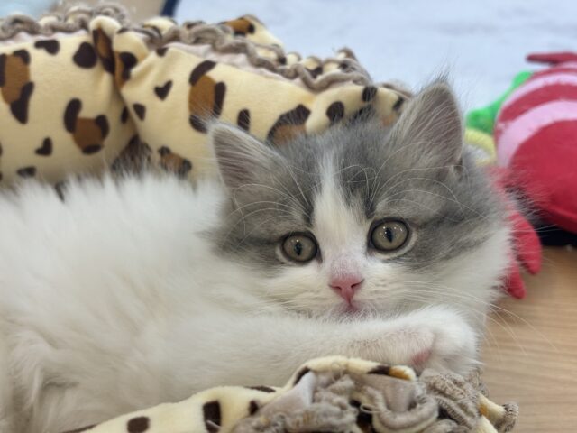 スコティッシュフォールド