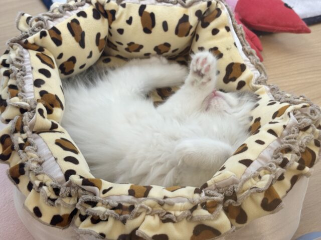 スコティッシュフォールド