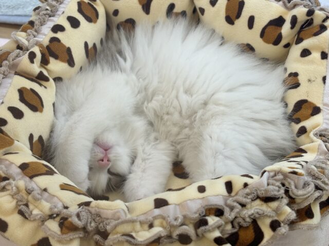 スコティッシュフォールド