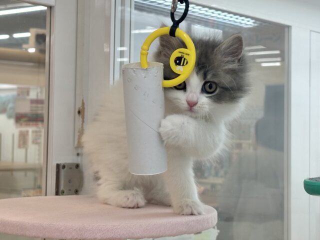 スコティッシュフォールド