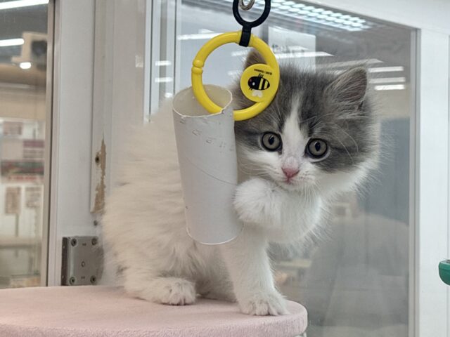 スコティッシュフォールド