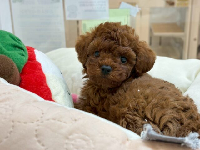 僕の可愛さは天下一♡トイプードルくん！