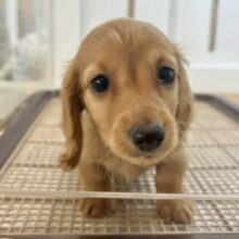 ボクの愛を受け止めて！！ミニチュアダックスフンドくん！