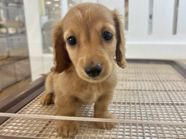 ミニチュアダックス