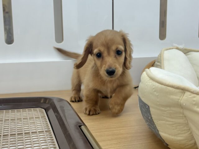 ミニチュアダックス