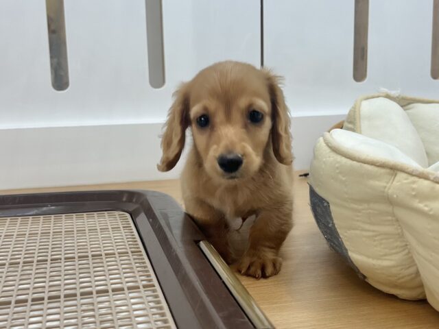 ミニチュアダックス