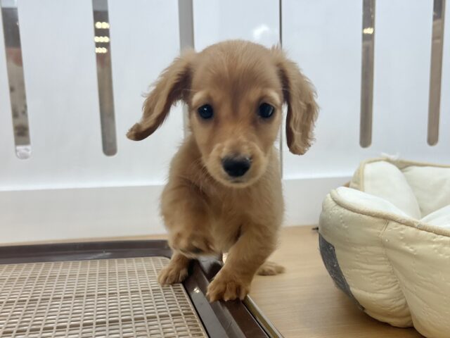 ミニチュアダックス