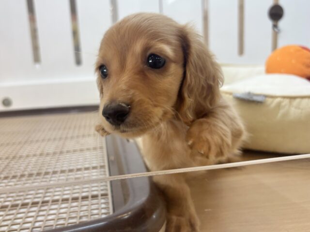 ミニチュアダックス