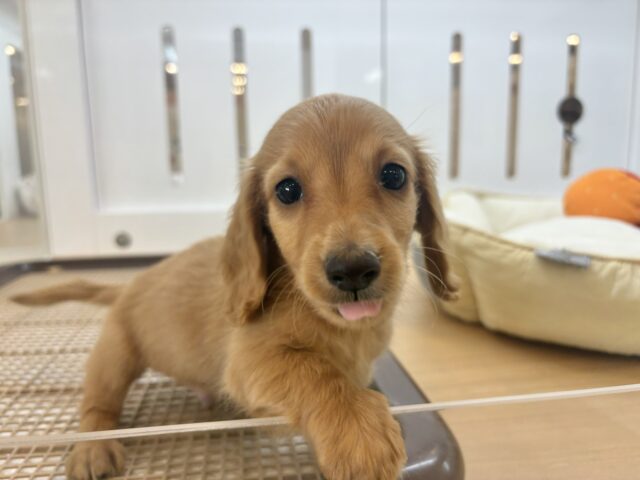 ミニチュアダックス